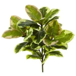 Green Rubber Leaf Plant, 3ct.