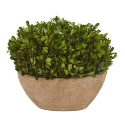 12" Boxwood Preserved Plant In Oval Planter