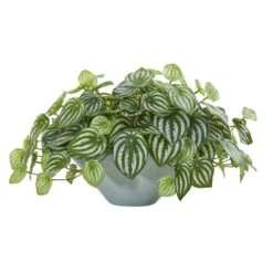 19" Watermelon Peperomia Plant In Green Vase -Michaels Shop D350430S 1 1