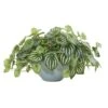 19" Watermelon Peperomia Plant In Green Vase -Michaels Shop D350430S 1