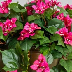 3ft. Pink Bougainvillea In Hanging Metal Bowl -Michaels Shop D350441S 15