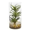 12" Air Plant In Glass Vase