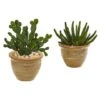 11" Cactus Succulent In Ceramic Vase Set -Michaels Shop D350630S 1
