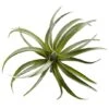 Air Plant Succulent Plant, 12ct. -Michaels Shop D350835S 12