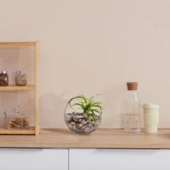 Air Plant Succulent Plant, 12ct. -Michaels Shop D350835S 13