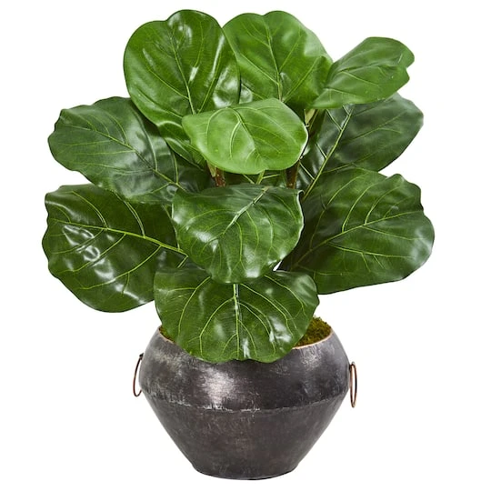 22" Fiddle Leaf Plant In Decorative Planter 3 22" Fiddle Leaf Plant In Decorative Planter