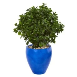 2.5ft. Peperomia Plant In Blue Planter -Michaels Shop D350928S 1 1