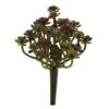 Sedum Succulent Plant, 8ct. -Michaels Shop D350942S 1