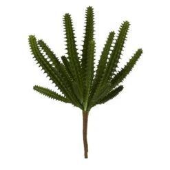 Finger Cactus Plant, 12ct.