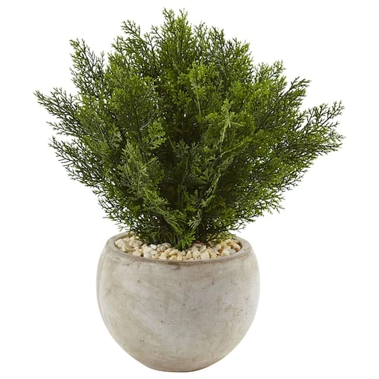 2ft. Cedar Plant In Sand Colored Bowl 3 2ft. Cedar Plant In Sand Colored Bowl