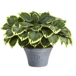 23" Variegated Hosta In Gray Planter -Michaels Shop D351511S 1 1