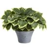 23" Variegated Hosta In Gray Planter -Michaels Shop D351511S 1