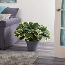 23" Variegated Hosta In Gray Planter -Michaels Shop D351511S 3