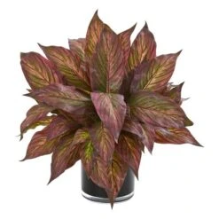 17" Burgundy Musa In Glossy Black Vase