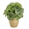 11" Watermelon Peperomia Plant In Ceramic Planter -Michaels Shop D352402S 1