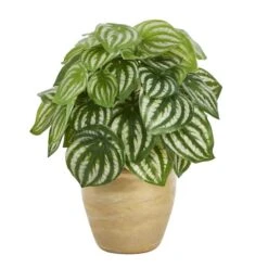 11" Watermelon Peperomia Plant In Ceramic Planter