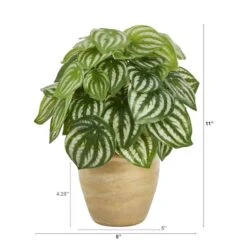 11" Watermelon Peperomia Plant In Ceramic Planter -Michaels Shop D352402S 2