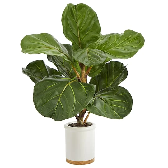 21" Fiddle Leaf Tree In White Ceramic Planter 4 21" Fiddle Leaf Tree In White Ceramic Planter - Image 2
