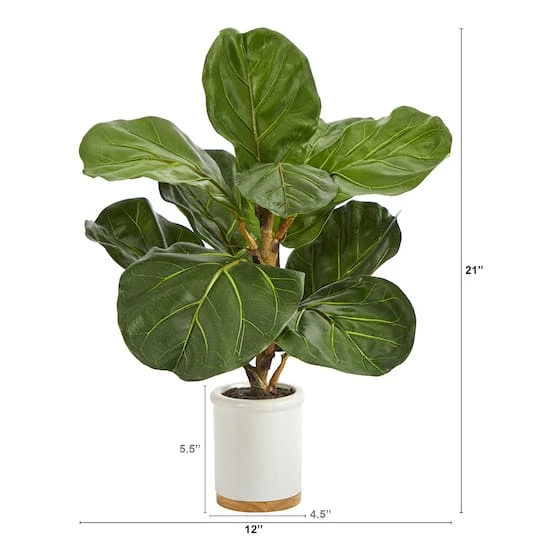 21" Fiddle Leaf Tree In White Ceramic Planter 5 21" Fiddle Leaf Tree In White Ceramic Planter - Image 3
