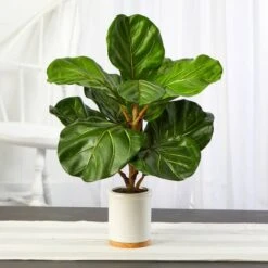 21" Fiddle Leaf Tree In White Ceramic Planter 9 21" Fiddle Leaf Tree In White Ceramic Planter -Michaels Shop D352543S 3