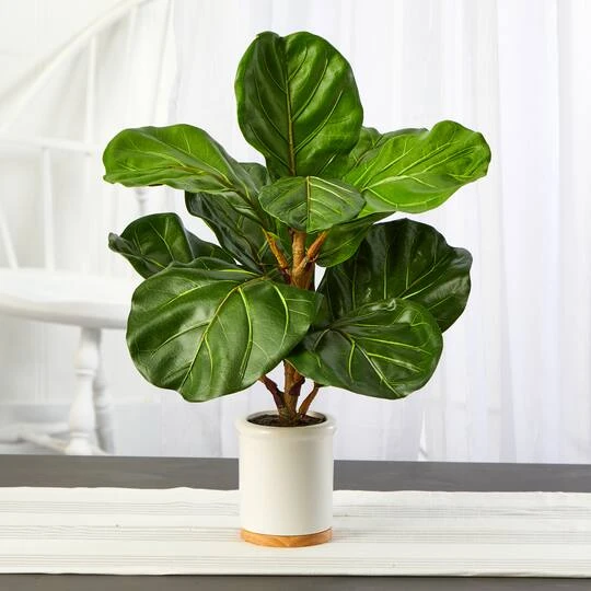 21" Fiddle Leaf Tree In White Ceramic Planter 6 21" Fiddle Leaf Tree In White Ceramic Planter - Image 4