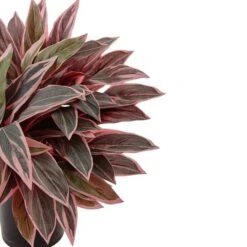 Caladium Artificial Plant In Black Glossy Planter -Michaels Shop D352860S 3