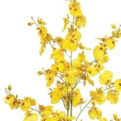 Dancing Lady Orchid Stem, 12ct. Yellow 12 Dancing Lady Orchid Stem, 12ct. Yellow -Michaels Shop D386488S 13