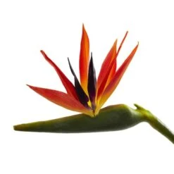 Large Artificial Bird Of Paradise Stem, 4ct. -Michaels Shop D386496S 3