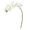 Moth Orchid Stem, 6ct. White -Michaels Shop D386498S 1