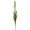 White Gladiolus Flower Stems, 3ct.