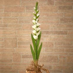 White Gladiolus Flower Stems, 3ct. 11 White Gladiolus Flower Stems, 3ct. -Michaels Shop D386657S 4