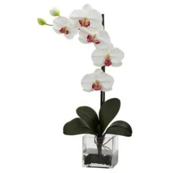 Giant Phalaenopsis Orchid With Vase Arrangement