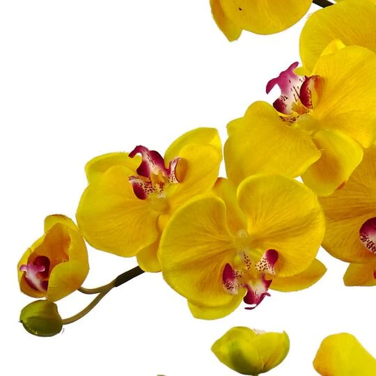 3ft. Moth Orchid Arrangement In White Planter Yellow 6 3ft. Moth Orchid Arrangement In White Planter Yellow - Image 4