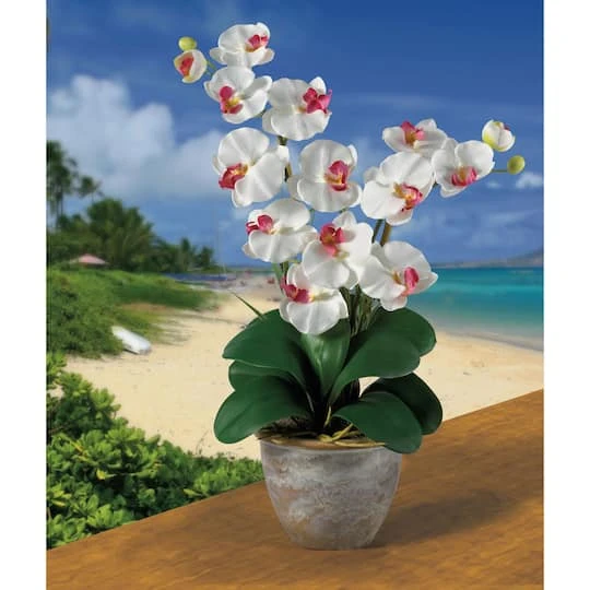 2ft. Double Moth Orchid Silk Flower Arrangement White 5 2ft. Double Moth Orchid Silk Flower Arrangement White - Image 3