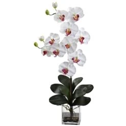 Double Giant Phalaenopsis With Vase