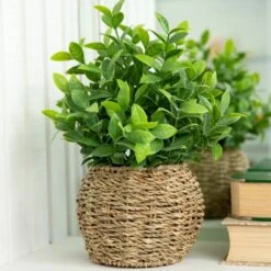 Flora Bunda® 11.7" Tea Leaf Plant In Basket -Michaels Shop D511321S 3