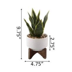 Flora Bunda® 9.7" Snake Plant In Ceramic Pot With Wood Stand 8 Flora Bunda® 9.7" Snake Plant In Ceramic Pot With Wood Stand -Michaels Shop D511323S 2