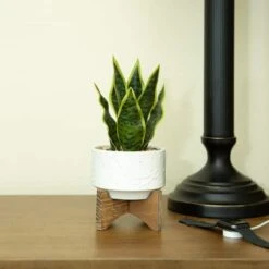 Flora Bunda® 9.7" Snake Plant In Ceramic Pot With Wood Stand 9 Flora Bunda® 9.7" Snake Plant In Ceramic Pot With Wood Stand -Michaels Shop D511323S 3