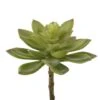 Flora Bunda® Jovibarba Emerald Spring Succulent Pick, 6ct. -Michaels Shop D581946S 1