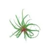 Flora Bunda® Air Plant Succulent Pick, 6ct.