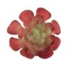 Flora Bunda® Red Small Echeveria Succulent Pick, 12ct. -Michaels Shop D581965S 1