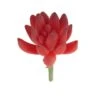 Flora Bunda® Red Small Little Gem Succulent Pick, 12ct. 2 Flora Bunda® Red Small Little Gem Succulent Pick, 12ct. -Michaels Shop D581968S 1