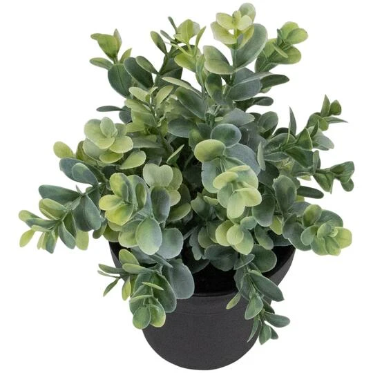 Northlight 10" Green Chinaberry Plant In Black Pot 8 Northlight 10" Green Chinaberry Plant In Black Pot - Image 6