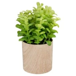 Northlight 10" Green Privet Plant In Faux Wood Pot -Michaels Shop D602897S 1 1