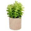 Northlight 10" Green Privet Plant In Faux Wood Pot -Michaels Shop D602897S 1