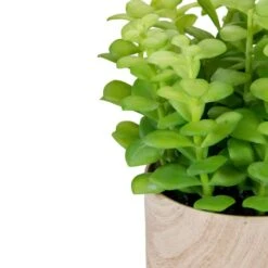 Northlight 10" Green Privet Plant In Faux Wood Pot -Michaels Shop D602897S 4