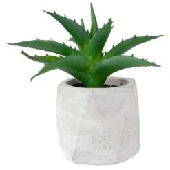 Northlight 6" Green Aloe Succulent In Cement Pot