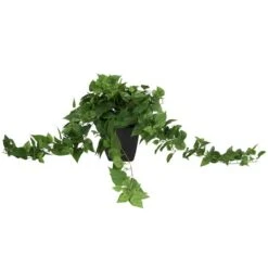 16" Green Pothos Artificial Plant With Black Plastic Pot -Michaels Shop D762323S 3