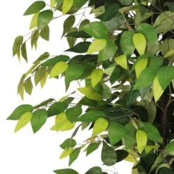 6ft. Artificial Ficus Microcarpa Tree In White Decorative Pot -Michaels Shop D763735S 6