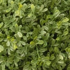 4ft. Mini Tea Leaf Two-Ball Topiary 9 4ft. Mini Tea Leaf Two-Ball Topiary -Michaels Shop D766095S 3